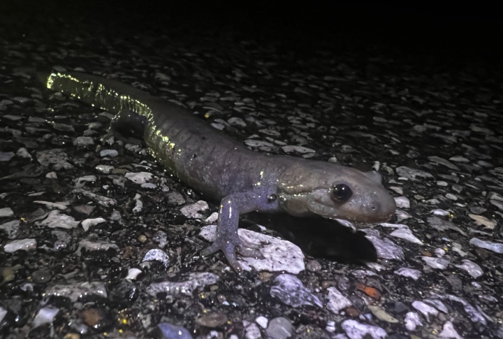 Jefferson Salamander